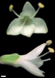 Veronica arganthera. Flowers. Scale = 1 mm.
 Image: W.M. Malcolm © Te Papa CC-BY-NC 3.0 NZ